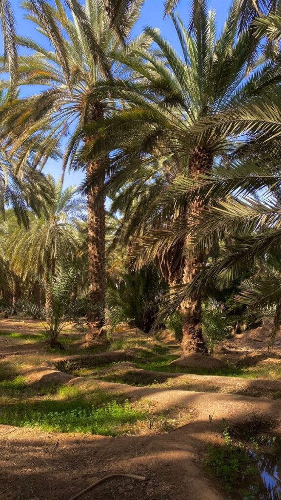 زراعة نخيل في المملكة السعودية | حلول احترافية لإطلالة طبيعية ومميزة