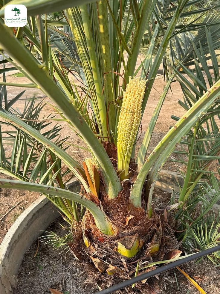 زراعة نخيل في المملكة السعودية