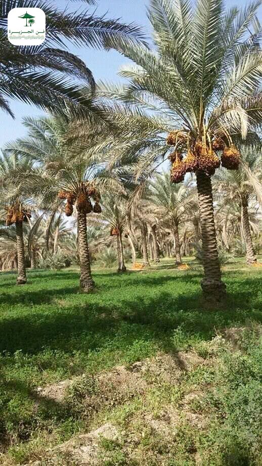 زراعة نخيل في المملكة السعودية