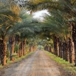 زراعة نخيل في المملكة السعودية
