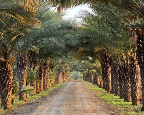 زراعة نخيل في المملكة السعودية