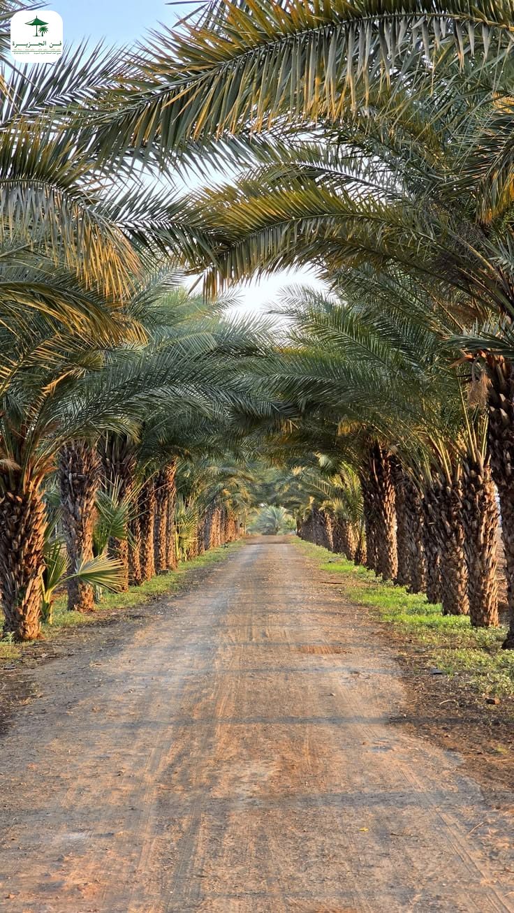 زراعة نخيل في المملكة السعودية