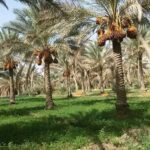 زراعة نخيل في المملكة السعودية