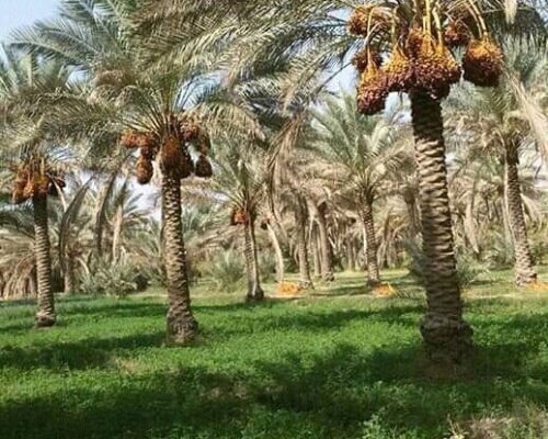زراعة نخيل في المملكة السعودية