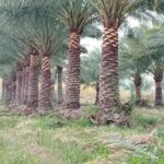 زراعة نخيل في المملكة السعودية