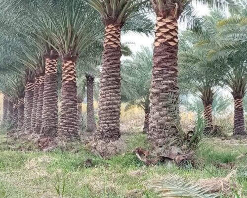 زراعة نخيل في المملكة السعودية